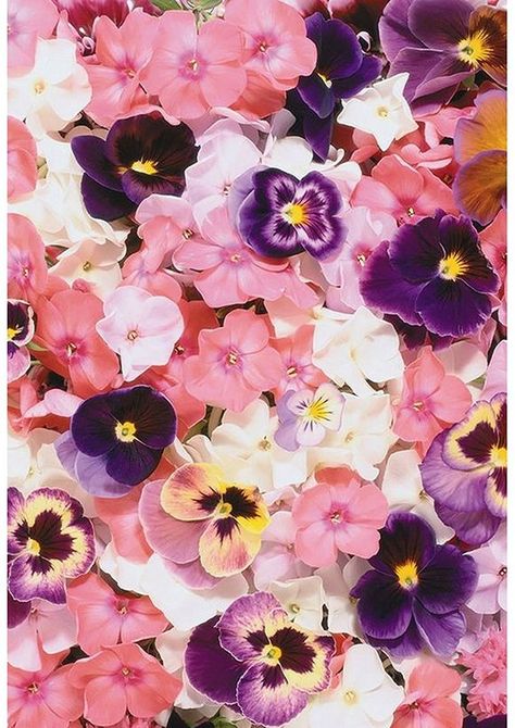 image 0 Wallpaper Retro, Pansies Flowers, Flower Background Wallpaper, Flower Bed, Flowers Garden, Cellphone Wallpaper, Flower Backgrounds, Birth Flowers, Flowers Nature