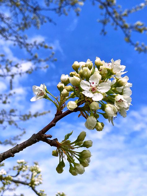 Pear Tree Blossom, Pyrus Calleryana, Tree Blossom, Pear Trees, Pear Tree, Flower Power, Pear, Blossom, Tattoos