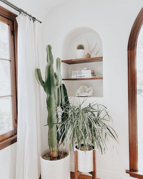 Spanish Bungalow, نباتات منزلية, Indoor Cactus, Growing Plants Indoors, First Home, Plant Decor, Cactus Plants, Indoor Plants, Boho Decor