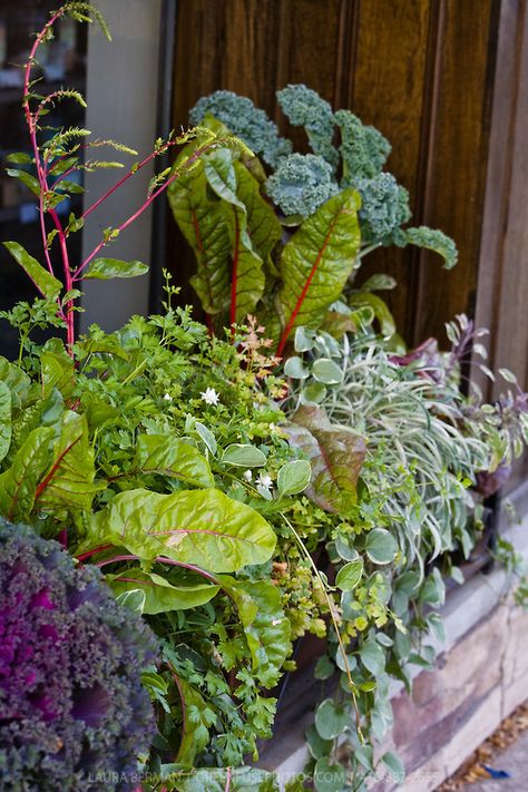 Chard and other edibles in an ornamental edible window box planting. Photo by Laura Berman, greenfusephotography Window Box Plants, Veggie Gardens, Garden Farm, Fall Garden Vegetables, Potager Garden, Farm Food, Edible Landscaping, Veg Garden, Garden Containers