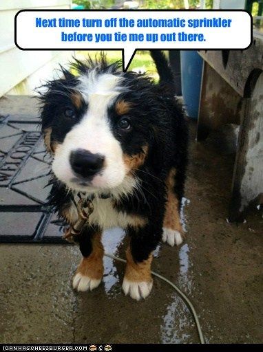 I'm wet, your fault Cute Dog Memes, Bernese Mountain Dog Puppy, Eat Meals, Bernese Mountain Dogs, Orthopedic Dog Bed, Dog Bath, Adorable Dogs, Mountain Dog, Baby Puppies