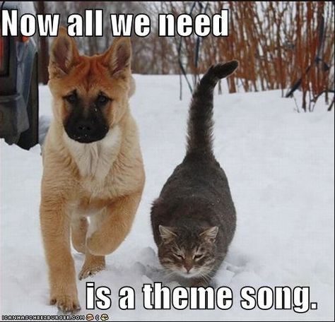 Bad to the bone? Funny Pictures With Captions, Funny Dog Pictures, Funny Cat Memes, Animals Friends, Dog Walking, Cat Pics, Dog Pictures, The Snow, Cat Memes