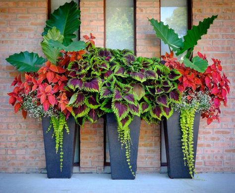 Planters With Coleus, Centsational Style, Garden Flowers Ideas, Front Porch Flower Pots, Front Porch Flowers, Summer Planter, Funny Vine, Tanaman Pot, Porch Flowers