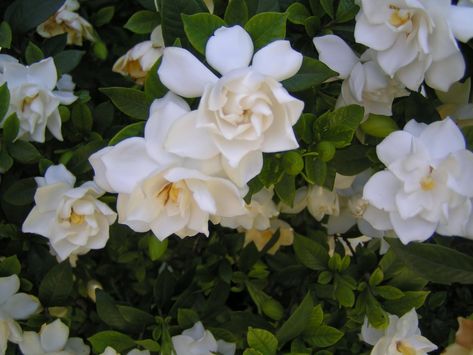 Todo con plantas: Diferencia entre jazmin del cabo, gardenia y kimura Gardenia Bush, Wonderful Flowers, Mother Nature, Plants, Flowers