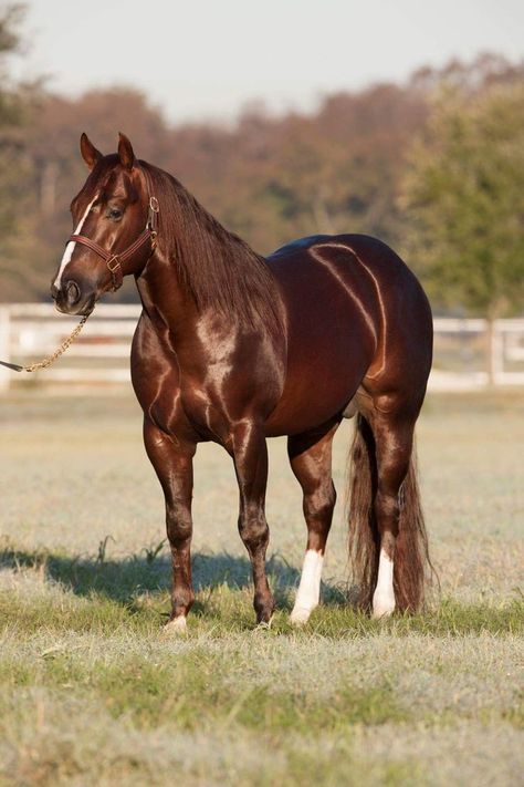 Facial Markings, Aqha Horses, Quarter Horse Stallion, French Hens, Western Horses, Majestic Horses, Western Stuff, Quarter Horses, American Quarter Horse