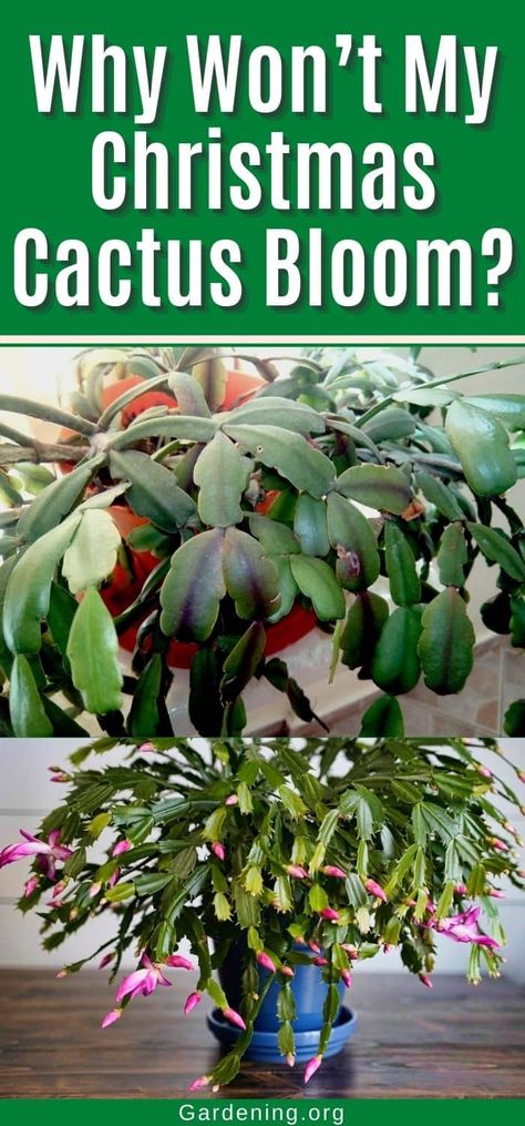 Xmas Cactus, Garden Pests Identification, Christmas Cactus Flower, Christmas Cactus Propagation, Christmas Cactus Care, Cactus Bloom, Christmas Cactus Plant, Cactus House Plants, Easter Cactus