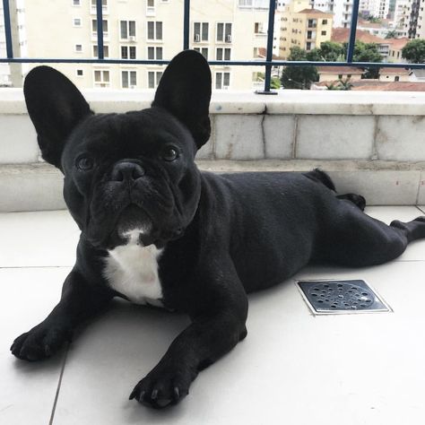 ♡ Follow us @tigermistloves for more daily inspo ♡ French Bulldog Full Grown, Mini French Bulldogs, French Bulldog Mix, French Bulldog Facts, French Bulldog Funny, Francia Bulldog, Frenchie Puppy, Cute French Bulldog, Black French