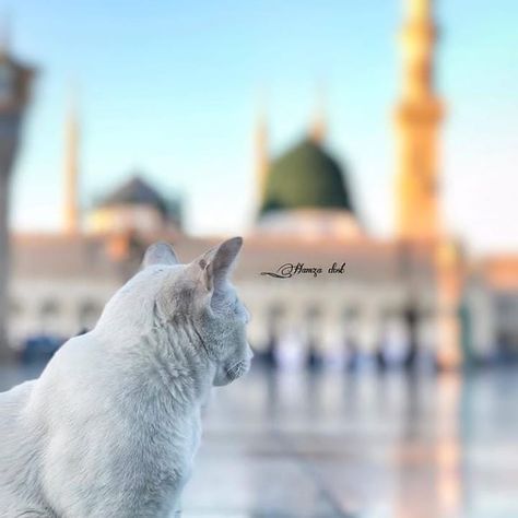 Gumbad E Khazra, Medina Wallpaper, Madina Shareef, Green Dome, New Images Hd, Beautiful Good Night Images, Hd Picture, Islamic Architecture, Makkah