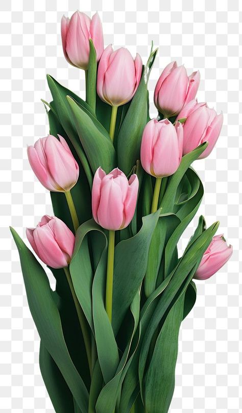 Tulip Bouquet Aesthetic, Bouquet Aesthetic, Tulip Bouquet, Pink Tulips, Bunch Of Flowers, Tulips Flowers, Flower Plant, Flowers And Leaves, Botany