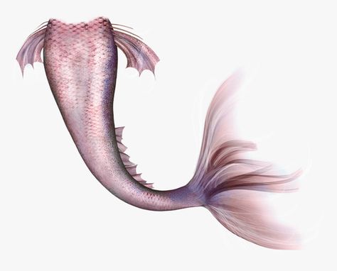 Mermaid Tail Aesthetic, Mermaid Tail Art, Grass Photoshop, Siren Tail, Mermaid Collage, Pink Mermaid Tail, Mermaid Drawings, Mermaid Tale, Mermaid Aesthetic