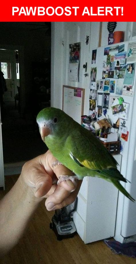 Please spread the word! Lulu was last seen in Winthrop, MA 02152. Description: Green canary winged Parakeet. Got out of house, 11/27/16 Nearest Address: 23 Fairview St. Winthrop, Ma Kakariki Bird, Kakariki Parrot, Bird Mosaic, Human Babies, Parakeets, Have You Seen, Bird Watching, Back Tattoo, Beautiful Nature