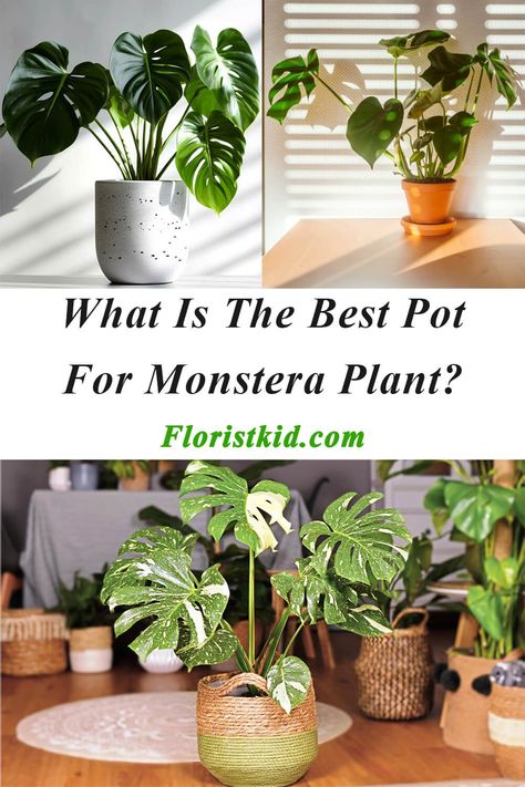 Monstera needs a container with lots of drainage holes so that soil can drain easily. Your choice of material for your Monstera’s pot will be influenced by things like how frequently you water it, climate, temperature, and where it is located. So, in order to choose the ideal pot for Swiss cheese plant, you must consider the aspects that will influence your decision. 🌱🌻To learn more about this topic, read this article on our website.☘️🌹 Pot For Monstera Plant, Best Pot For Monstera, Monstera Plant Pot Ideas, Monstera Pot Ideas, Swiss Monstera Plant, Monstera Plant Pot, Potted Monstera Plant, Monstera Deliciosa Indoor, Monstera Pot