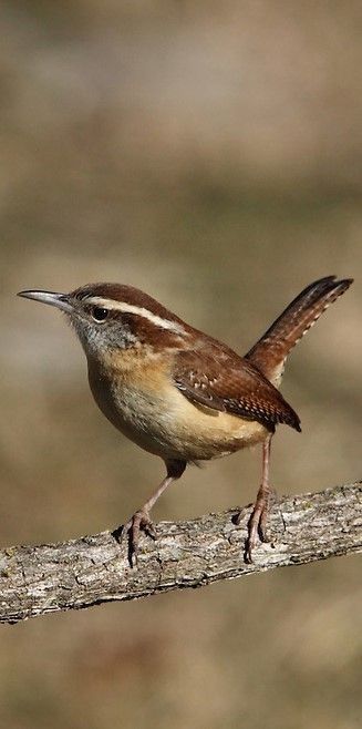 Carolina Wren Painting, Wrens Birds, Wren Tattoo, Wren Painting, Owl Feather Tattoos, Toad Animal, Wild Birds Photography, Wren Bird, Carolina Wren