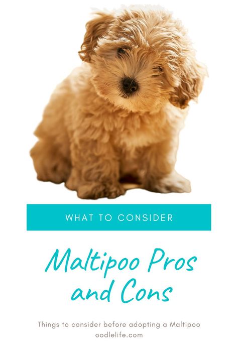 Multi Poo Dogs, Mini Maltipoo Puppy, Cute Maltipoo Puppies, Toy Maltipoo Full Grown, Teacup Maltipoo Full Grown, Miniature Maltipoo, Maltipoo Colors, Maltipoo Puppy Haircuts, Teacup Maltipoo Puppy