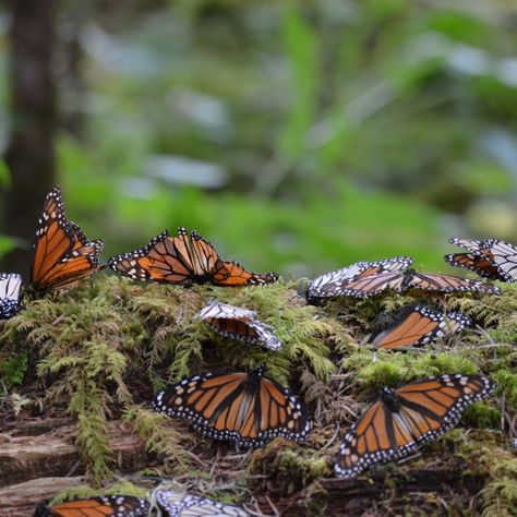 This Mexican Forest Turns Orange Every Fall Thanks to the Monarch Butterfly Migration Jenna + Core + Aesthetic, Butterfly Biosphere, Monarch Butterfly Migration, Butterfly Migration, Forest Conservation, Monarch Butterflies, Colouring Pics, The Monarch, Cottage Core Aesthetic