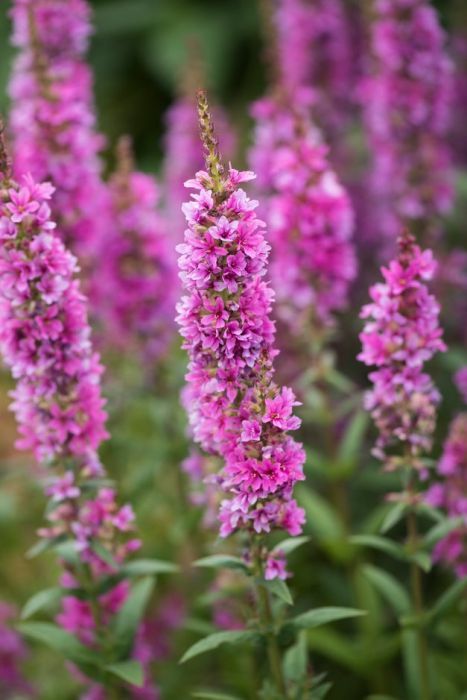 Lythrum Salicaria, Purple Loosestrife, Bog Garden, Garden Indoor, Simple Leaf, Garden Types, Variegated Plants, Wildlife Gardening, Flower Landscape