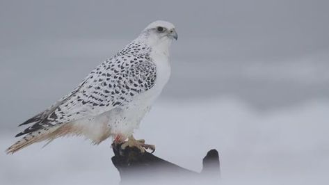 River Bar, Falcon Art, White Falcon, North American Animals, Animal Tails, National Animal, Big Bird, New Brunswick, Birds Of Prey