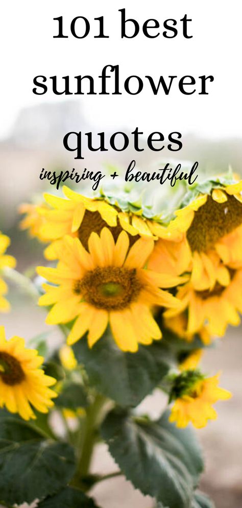 Inspirational and beautiful sunflower quotes found here! Sunflower quotes on love, friendship and inspiration. Quotes from Vincent Van Gogh included! Love Is Like A Flower Quote, Sunflower Inspiration Quotes, Sunflower Tattoo Quotes, Sayings About Sunflowers, Sunflower Friendship Quotes, Poems About Sunflowers, Sunflower Sayings Quote Short, Sunflowers Quotes Inspiration Life, Sunflowers Quotes Inspiration Beautiful