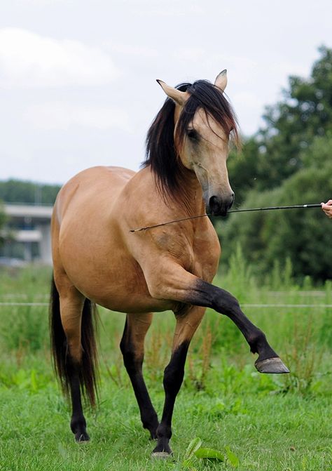 Equine - Friesian and Andalusian Buckskin horse. Buckskin Horses, Connemara Pony, Buckskin Horse, Horse Colors, Animal Reference, Quarter Horses, Andalusian Horse, American Quarter Horse, Most Beautiful Horses