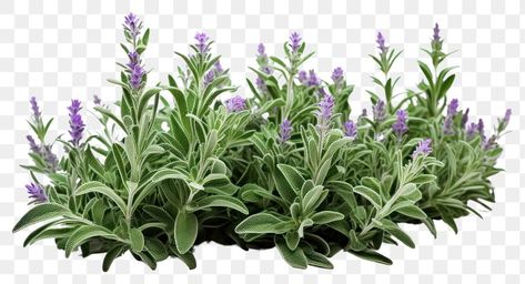 Decal Bloxburg, Sage Bush, Green Bushes, Forest Hotel, Sage Garden, Purple Sage, Forest Plants, Lavender Flower, Lilac Flowers