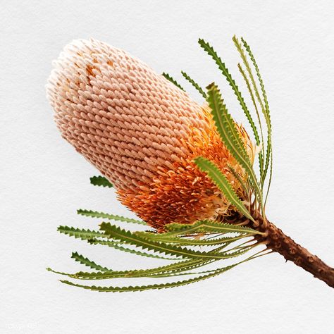 Hooker's banksia isolated on white background | premium image by rawpixel.com / Teddy Rawpixel Banksia Art, Australian Botanicals, Banksia Flower, Shade Grass, Australian Photography, Flower Rainbow, Australian Natives, Australian Native Garden, Australian Wildflowers