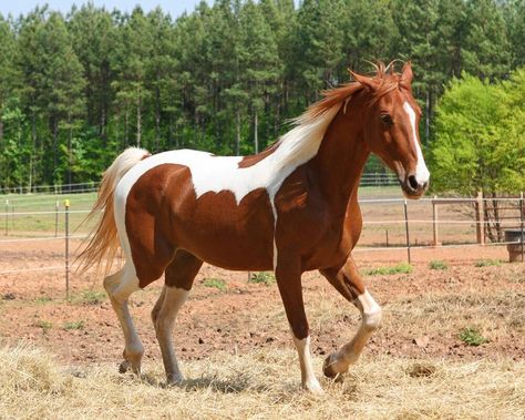 Saddlebred Horses, American Saddlebred Horses, Horse Markings, Hold Your Horses, Paint Horses, Pinto Horse, American Saddlebred, Paint Horse, Horse Colors