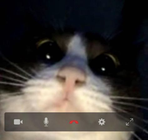 When your cat learns how to videochat...(Instagram @Lily.Fat.Cat) Meme Chat, Cat Diseases, C Is For Cat, Angel Core, Funny Cat Photos, Cat Call, Fat Cat, Joke Of The Day, Cat Boarding