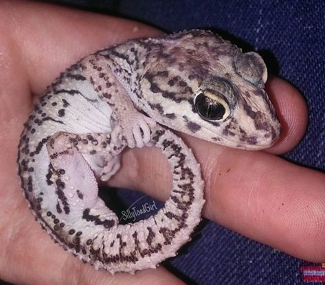 Pictus Gecko Pictus Gecko, Reptiles And Amphibians, Gecko, Amphibians, Reptiles, Animals, Quick Saves