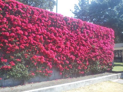 Roof Landscape, Backyard Privacy, School Garden, Flower Landscape, Mediterranean Garden, Tree Wallpaper, Patio Stones, Roof Garden, Bougainvillea