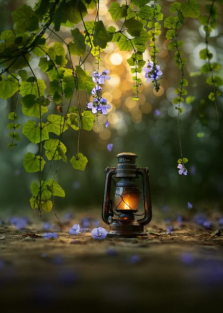 The garden | In your light, I learn how to love. - Rumi FACE… | Flickr Raindrops And Roses, Old Lanterns, Lambada, Sky Landscape, Wallpaper Nature Flowers, Beautiful Wallpapers Backgrounds, Candle Lanterns, Oil Lamps, Lantern Lights