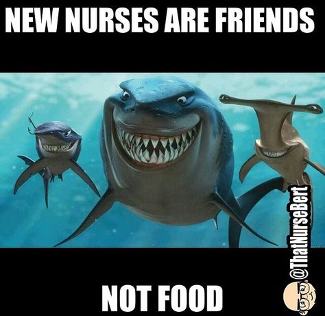 Quit eating the young.  Baby nurses are friends not food. Nemo Bruce, Finding Nemo Characters, Finding Nemo 2003, Disney Finding Nemo, North Carolina Beaches, Finding Dory, Shark Week, Great White Shark, Finding Nemo