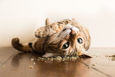 Cats on Catnip by Andrew Marttila     #cats #kittens #felines #kitty #tabby Toyger Cat, Cat Expressions, Funny Kittens, Pet Photographer, Funny Cats And Dogs, Kittens Funny, Funny Cat Memes, Funny Cat Pictures, Funny Cat Videos