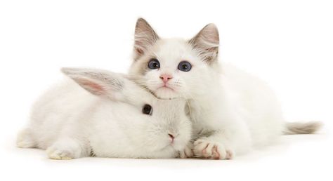 Animal Photographer Brought Together Adorable Cats And Their Bunny Doppelgängers Bunny And Cat, Cat And Bunny, Cats And Bunnies, Bunny Pet, Funny Cat Images, Guinea Pig Cages, Pet Rabbits, Bunny Cat, Funny Cat Faces