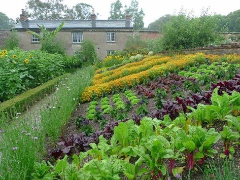 Gutter Garden, Kitchen Gardens, Plant A Garden, Veg Patch, Hillside Garden, Vertical Vegetable Garden, Vegetable Garden Planning, Garden On A Hill, Potager Garden