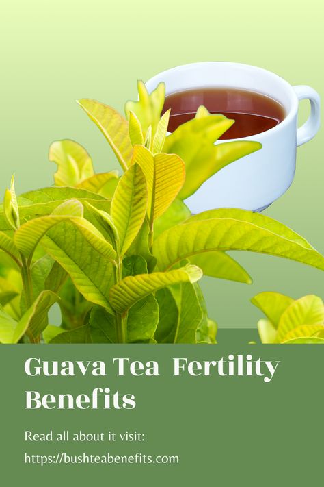 Some individuals facing fertility issues  turn to herbal remedies after experiencing limited success with conventional treatments. Guava leaves have long been recognized as an effective fertility herb in folk medicine. But does it really work?  #guavaleaf #fertilityteas #fertilityherbs #naturalremedies #menfertility #womenfertility Guava Leaf Tea Benefits, Tea For Fertility, Quercetin Benefits, Bay Leaf Tea, Guava Leaf Tea, Fertility Tea, Guava Leaves, Folk Medicine, Female Fertility