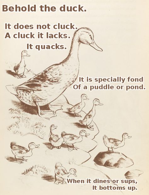 August poems of the month by Ogden Nash (just a splash) - Album on ... Robert Mccloskey, Make Way For Ducklings, Duck Illustration, Storybook Art, Animal Sketches, Arte Animal, Art And Illustration, Childrens Illustrations, Children's Book Illustration