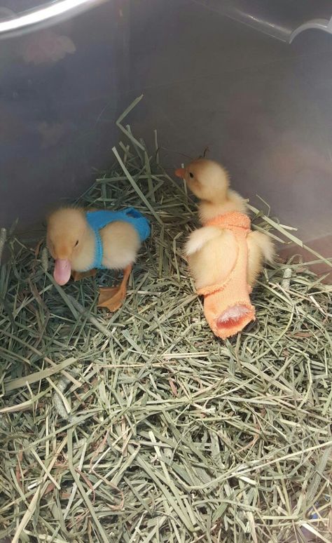 Duck Diapers Diy, Duck Diapers Pattern, Pet Ducks Indoor, Indoor Chicken, Duck Feeder, Duckling Care, Duck House Plans, Chicken Diapers, Duck Ideas