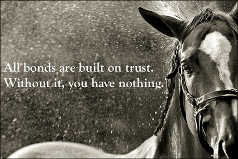 All bonds are built on trust. Without it, you have nothing. Equestrian Quotes, Cowgirl Quotes, Riding Quotes, Horse Quotes, All The Pretty Horses, Horse Crazy, Equestrian Life, Horse Life, Horse Training