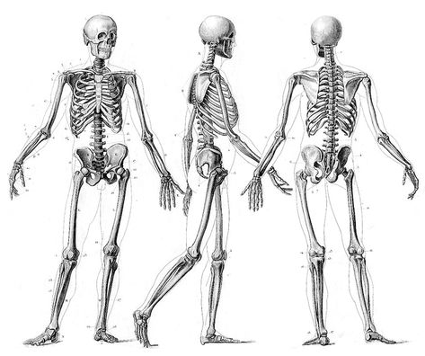 Figures Drawing, Human Skeletal System, Human Skeleton Anatomy, Anatomy Bones, Skeleton Anatomy, Skeleton Drawings, Human Skeleton, Human Drawing, Anatomy For Artists