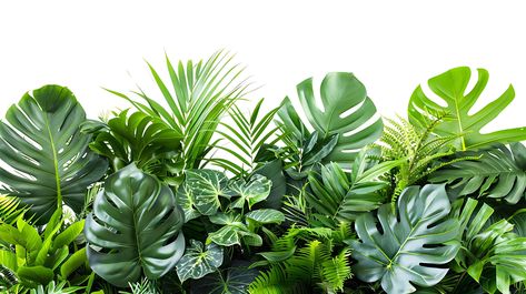 tropical leaves foliage plants flowers jungle bushes Vis Dev, Tree Saw, Tropical Foliage, Heart Tree, Cityscape Photos, Foliage Plants, Nature Backgrounds, Background Banner, Tropical Leaves