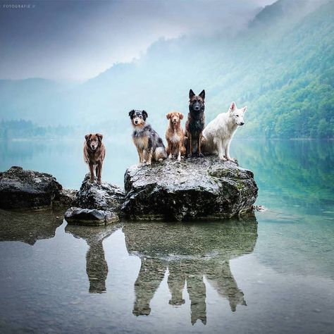 Talented Dog Photographer Shares Some Handy Tips for Capturing Perfect Pictures of Pooches Koda Bear, Dog Landscape, Draw Dogs, Pets Portrait, Stunning Portraits, Pretty Dog, Perfect Pictures, Group Of Dogs, Dog Camping