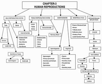 Human Reproduction Mind Map, Human Reproduction, Chemistry Help, Neet Notes, Algebra Formulas, Biology Diagrams, Basic Anatomy, Scientific Knowledge, Short Notes