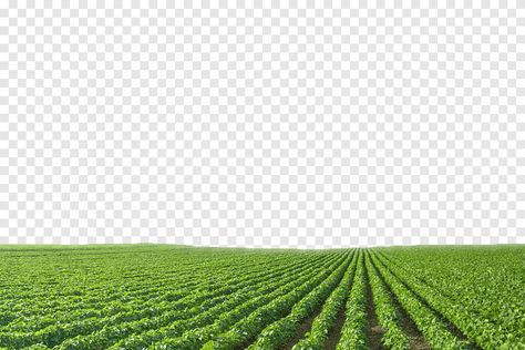 Agriculture Collage, Growing Soybeans, Agriculture Landscape, Agriculture Pictures, Agriculture Design, Agriculture Drone, Crop Field, Blue Landscape, Farm Land