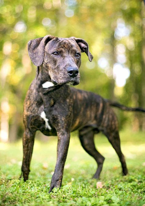 Plott Hound Brindle, Plott Hound Puppy, Brindle Dog, Hound Dog Breeds, Plott Hound, Hound Dogs, Hound Puppies, The Fox And The Hound, Hound Dog