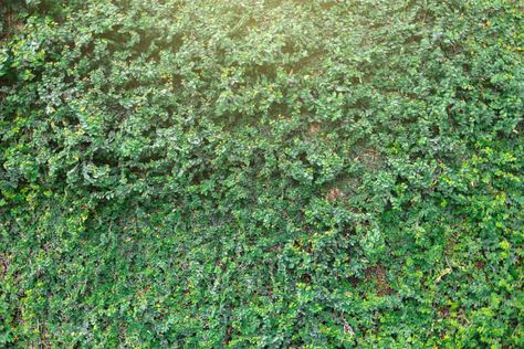 How To Stop Vines From Growing On the Fence Naturally? Chain Fence, Road King Classic, Wire Fence, Chain Link Fence, Road King, The Fence, Plant Growth, Yard Ideas, Backyard Ideas