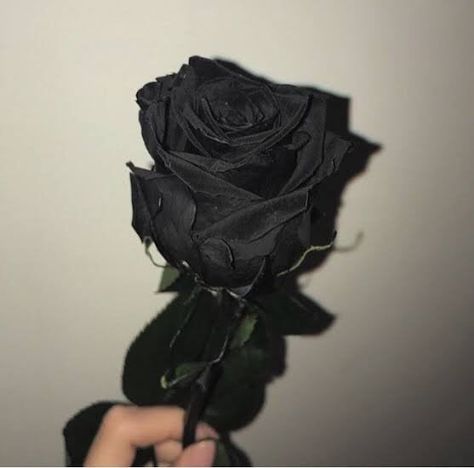 Black Rose, A Black, Flowers, Wall, White, Black