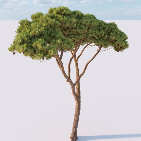 Stone pine aka Pinus pinea 1 3D Модель $42 - .max - Free3D Pinus Pinea, Stone, Plants