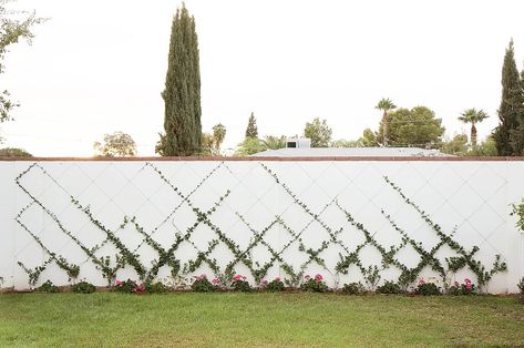 white cinderblock wall with small jasmine training into a trellis diamond pattern Star Jasmine Trellis, Cinderblock Wall, Backyard Trellis, Backyard Transformation, Wire Trellis, Ficus Pumila, Vine Trellis, Wall Trellis, Diamond Trellis