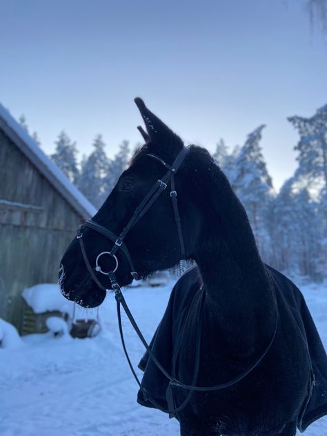 winter day. black horse. Black Horse In Snow, Dark Horse Aesthetic, Horse Moodboard, Black Horse Aesthetic, Black Horse Wallpaper, Horse In Snow, Angelic Creatures, Horse Snow, Horse Girl Aesthetic