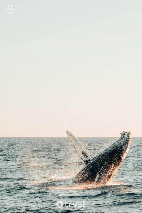 Ever wondered why whales ripple through the surface, showing off half their mysterious form? 🐋 There’s a reason behind this remarkable act, though it keeps scientists busy guessing. Tap into marine wonders! Find possible explanations on my latest blog post. Dive in, ocean lovers! 👇 #Whales #OceanLife #MarineBiology #Conservation #AnimalBehavior Humpback Whale Wallpaper, Whale Wallpaper, Whale Pictures, Mexico Pictures, Fin Whale, Mountain Images, Arctic Sea, Spring Images, Sunset Images